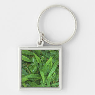 Forest Floor, Quinault Rain Forest, Olympic NP, Key Ring