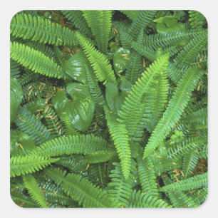 Forest Floor, Quinault Rain Forest, Olympic NP, Square Sticker