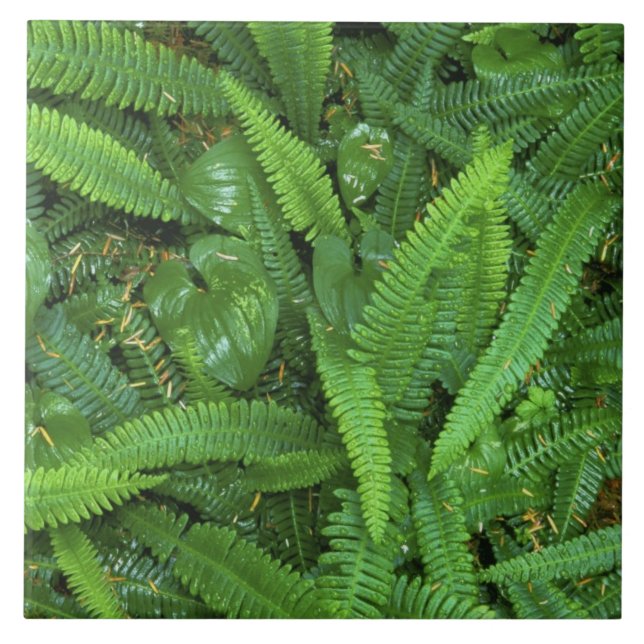 Forest Floor, Quinault Rain Forest, Olympic NP, Tile (Front)