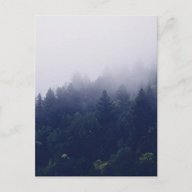 Forest Fog Postcard (Front)