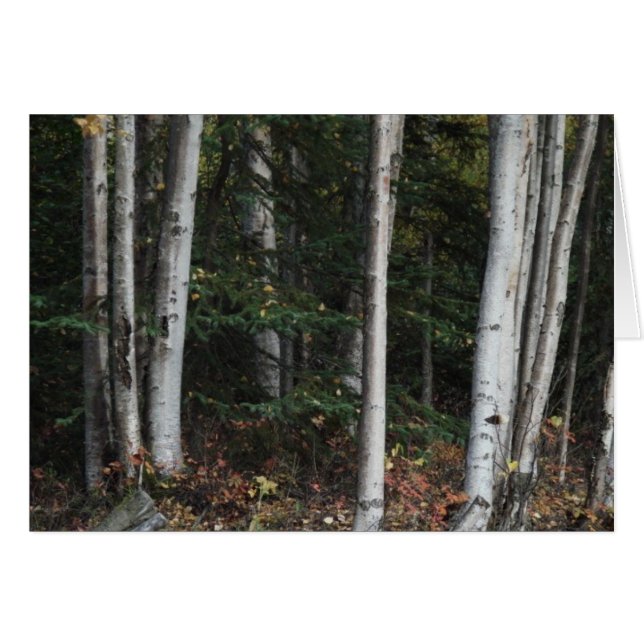 Forest for the Trees by Logan Guinn (Front Horizontal)