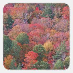 Forest in autumn with fall foliage.  Algonquin Square Sticker