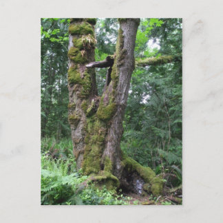 Forest in Green Postcard