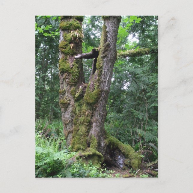 Forest in Green Postcard (Front)