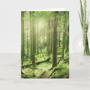 Forest in Killarney National Park Kerry, Ireland Card