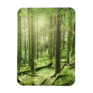 Forest in Killarney National Park Kerry, Ireland Magnet