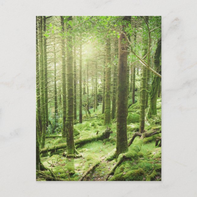 Forest in Killarney National Park | Kerry, Ireland Postcard (Front)