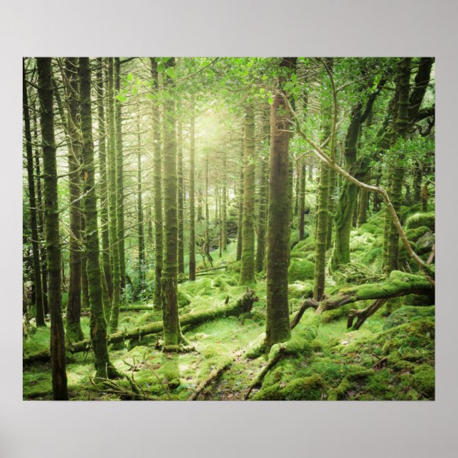 Forest in Killarney National Park | Kerry, Ireland Poster (Front)