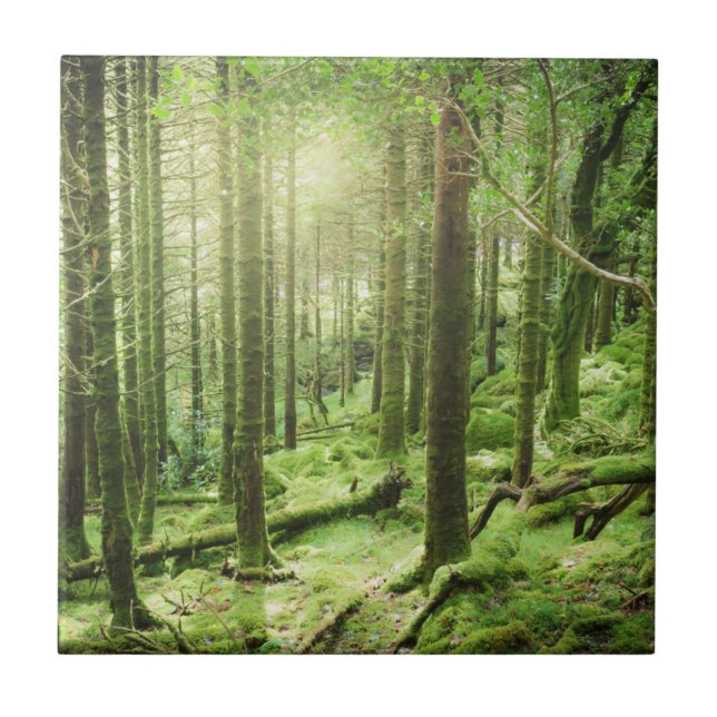 Forest in Killarney National Park | Kerry, Ireland Tile (Front)