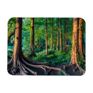 Forest in Summer Magnet