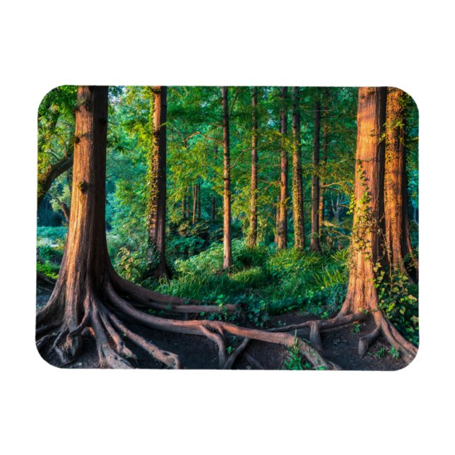 Forest in Summer Magnet (Horizontal)