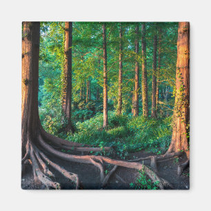 Forest in Summer Magnet