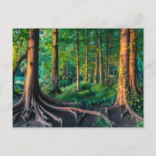 Forest in Summer Postcard
