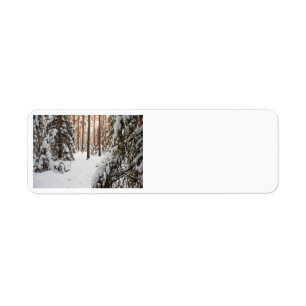 Forest in winter