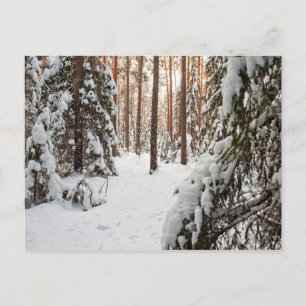 Forest in winter postcard