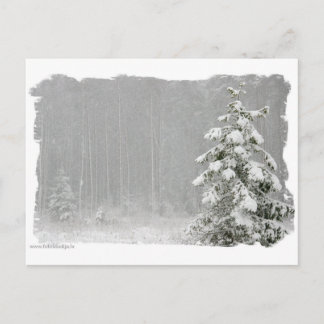 Forest in winter postcard