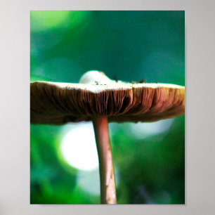 Forest Jewel Poster