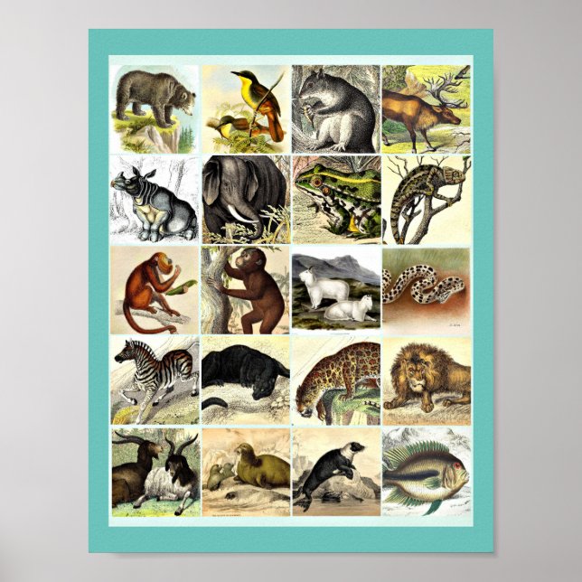 Forest, Jungle And Ocean Animal Collage sheet Art Poster (Front)