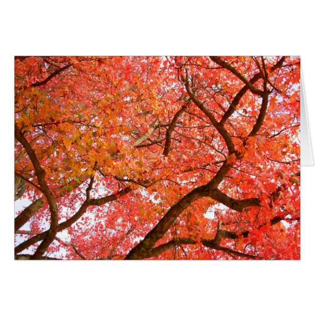 Forest Landscape Blank Card Beautiful Print Cards (Front Horizontal)