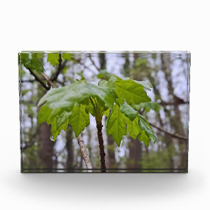 Forest Leaves After Rain – Wild Nature Romania Photo Block