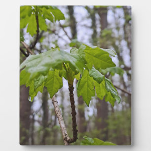 Forest Leaves After Rain – Wild Nature Romania Plaque