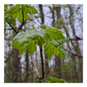 Forest Leaves After Rain – Wild Nature Romania Poster