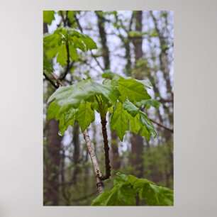Forest Leaves After Rain – Wild Nature Romania Poster