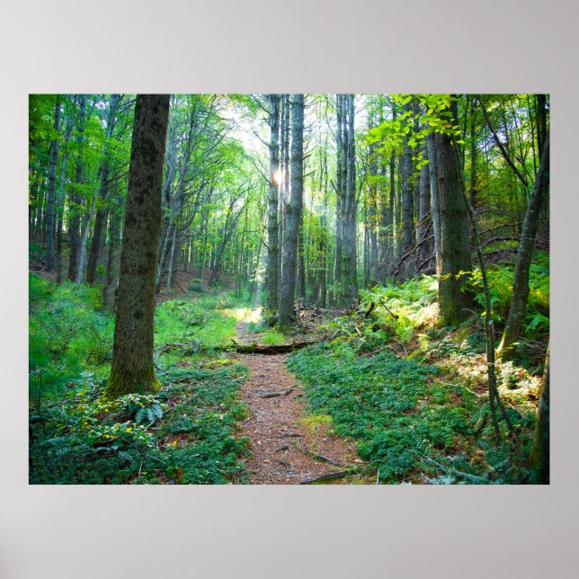 Forest Light Nature Photography Poster (Front)