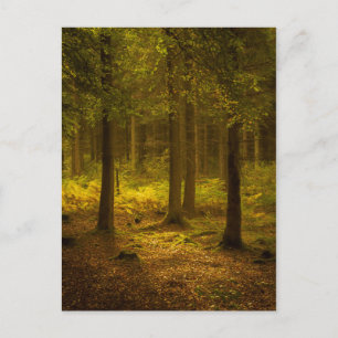 Forest light postcard