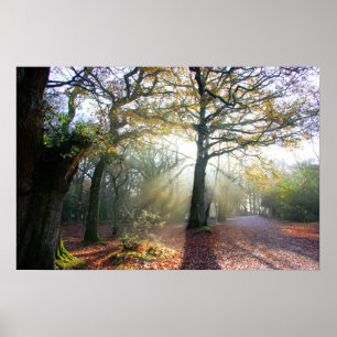 Forest Light Poster