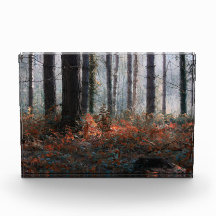 Forest Magic