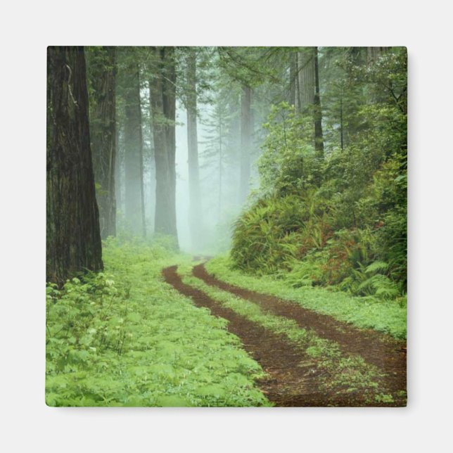 Forest Magnet (Front)