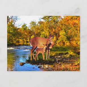 "Forest Morning" Postcard