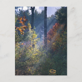 Forest Morning Vermont Fall Postcard