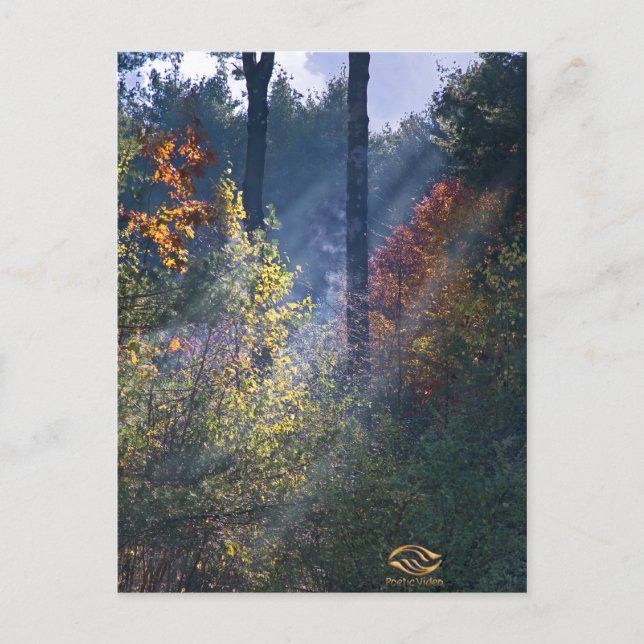 Forest Morning Vermont Fall Postcard (Front)