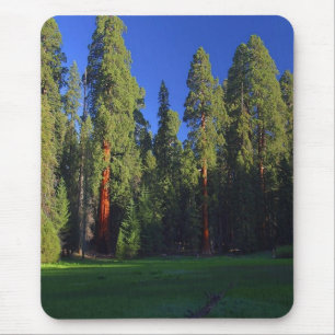 Forest mousepad