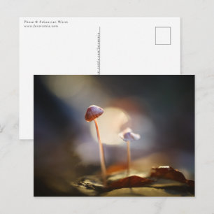 Forest Mushrooms Nature Photo Postcard