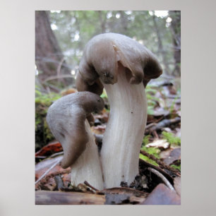 Forest Mushrooms Poster