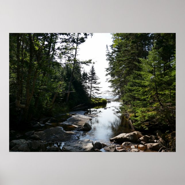 Forest near Hunters Beach at Acadia National Park Poster (Front)