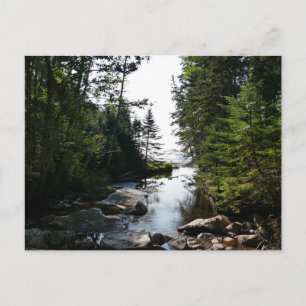 Forest near Hunters Beach Postcard