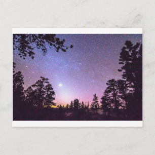 Forest Night Star Delight Postcard