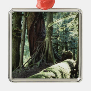 Forest of Cathedral Grove in British Columbia Metal Tree Decoration