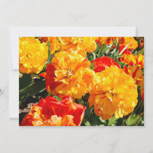 Forest of Fire Flowers Announcement