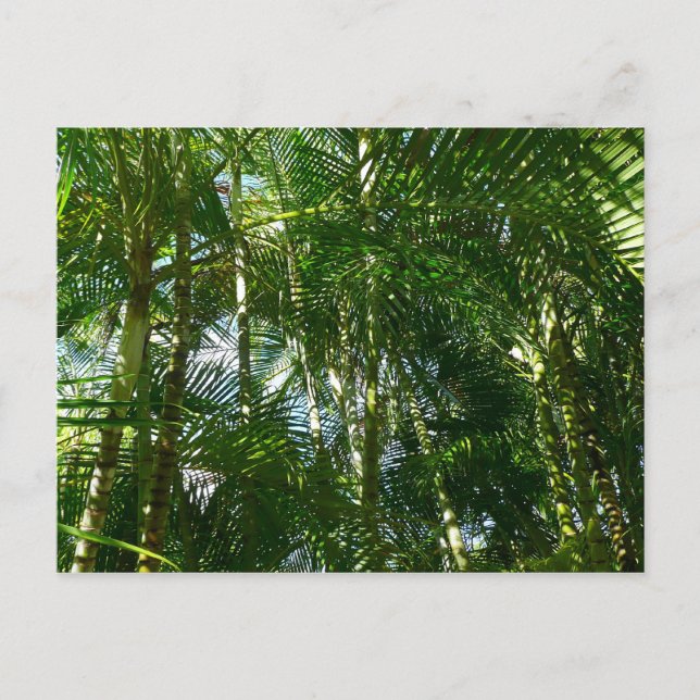 Forest of Palm Trees Tropical Nature Postcard (Front)