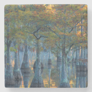 Forest of Pond Cypress Trees Stone Coaster