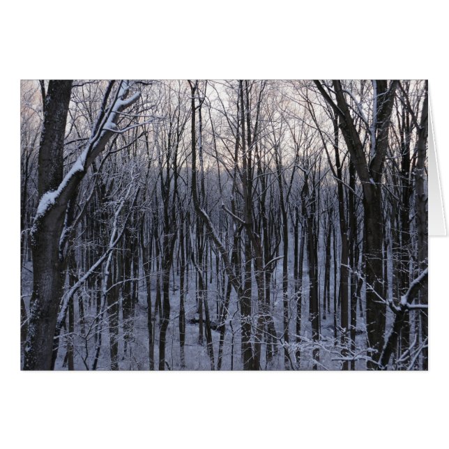 Forest of Snowy Trees (Front Horizontal)