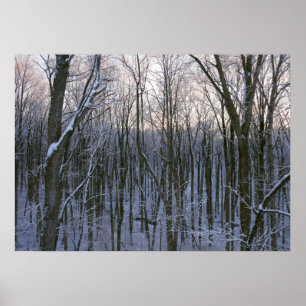 Forest of Snowy Trees Poster