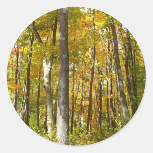 Forest of Yellow Leaves Autumn Landscape Classic Round Sticker