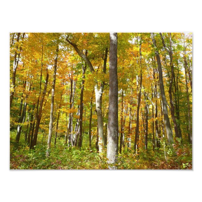 Forest of Yellow Leaves Autumn Landscape Photo Print (Front)