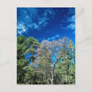 Forest on Mt. Laguana, Cleveland State park, Ohio, Postcard